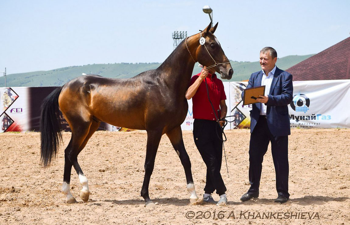 Gappar (Pamel-Kan x Gasyr) - Dun Akhal Teke Stallion